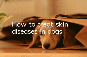 How to treat skin diseases in dogs