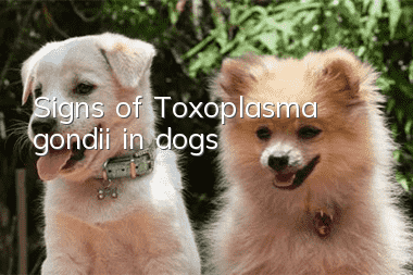 Signs of Toxoplasma gondii in dogs
