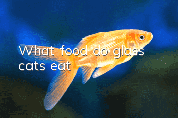 What food do glass cats eat?