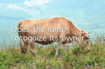 Does the lamb recognize its owner?
