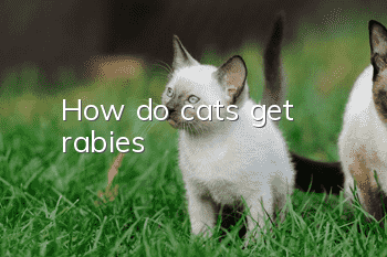 How do cats get rabies?