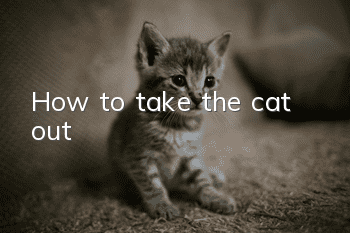 How to take the cat out