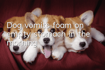 Dog vomits foam on empty stomach in the morning