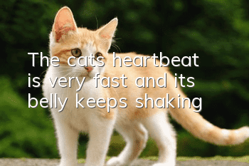 The cat’s heartbeat is very fast and its belly keeps shaking