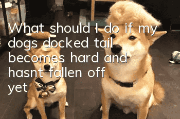 What should I do if my dog’s docked tail becomes hard and hasn’t fallen off yet?