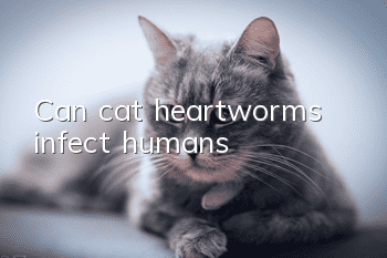 Can cat heartworms infect humans?