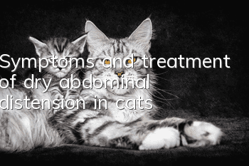 Symptoms and treatment of dry abdominal distension in cats
