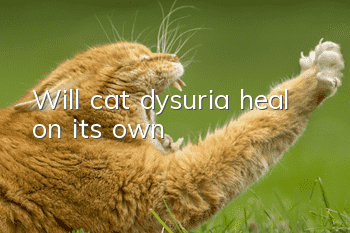 Will cat dysuria heal on its own?