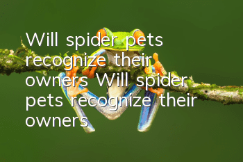 Will spider pets recognize their owners? Will spider pets recognize their owners?