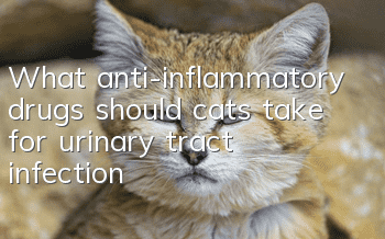 What anti-inflammatory drugs should cats take for urinary tract infection?