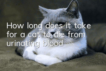 How long does it take for a cat to die from urinating blood?