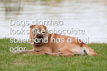 Dog's diarrhea looks like chocolate sauce and has a foul odor