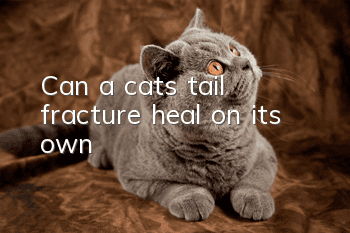 Can a cat’s tail fracture heal on its own?