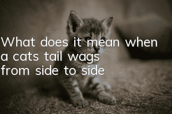 What does it mean when a cat's tail wags from side to side?