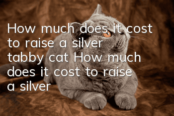 How much does it cost to raise a silver tabby cat? How much does it cost to raise a silver tabby cat?