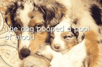 The dog pooped a pool of blood