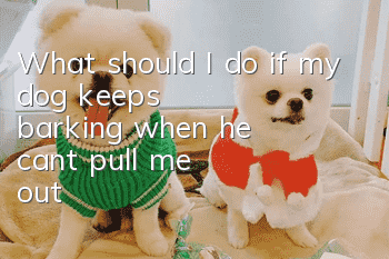 What should I do if my dog ​​keeps barking when he can't pull me out?
