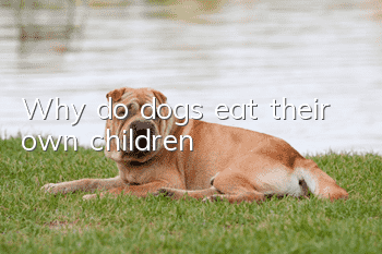 Why do dogs eat their own children?
