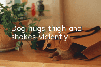 Dog hugs thigh and shakes violently