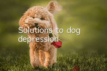 Solutions to dog depression