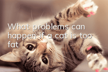 What problems can happen if a cat is too fat?