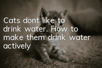 Cats don’t like to drink water. How to make them drink water actively?