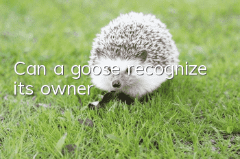 Can a goose recognize its owner?