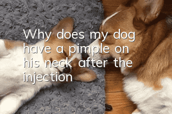 Why does my dog ​​have a pimple on his neck after the injection?