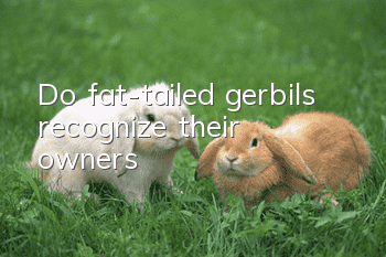 Do fat-tailed gerbils recognize their owners?