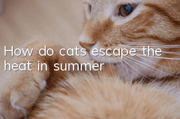 How do cats escape the heat in summer?