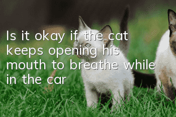Is it okay if the cat keeps opening his mouth to breathe while in the car?