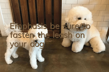 Emphasis, be sure to fasten the leash on your dog!