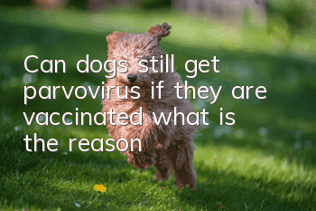 Can dogs still get parvovirus if they are vaccinated? what is the reason?