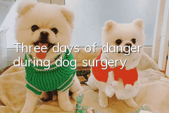 Three days of danger during dog surgery
