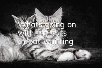 What's going on with the cat's throat whirring?