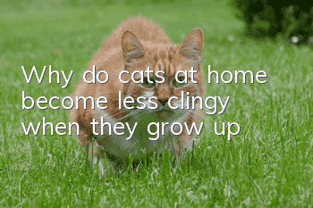 Why do cats at home become less clingy when they grow up?