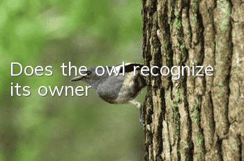 Does the owl recognize its owner?