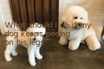 What should I do if my dog keeps peeing on his legs?