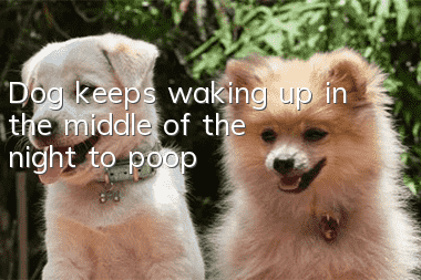 Dog keeps waking up in the middle of the night to poop