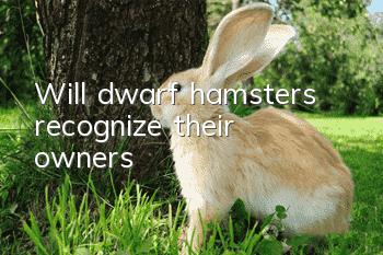 Will dwarf hamsters recognize their owners?