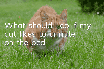 What should I do if my cat likes to urinate on the bed?
