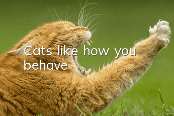Cats like how you behave
