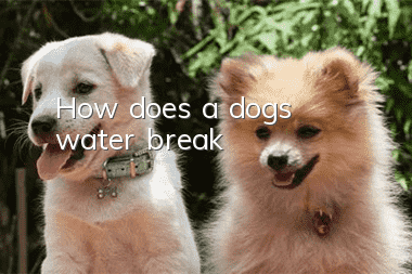 How does a dog’s water break?