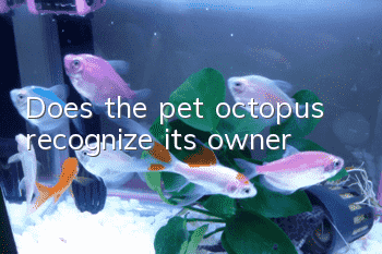 Does the pet octopus recognize its owner?