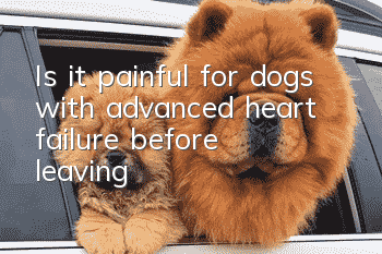 Is it painful for dogs with advanced heart failure before leaving?