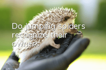 Do jumping spiders recognize their owners?