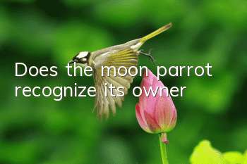 Does the moon parrot recognize its owner?