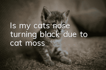 Is my cat’s nose turning black due to cat moss?