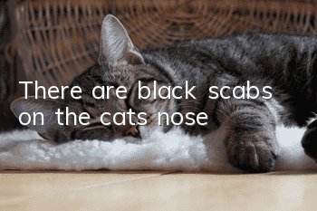 There are black scabs on the cat’s nose