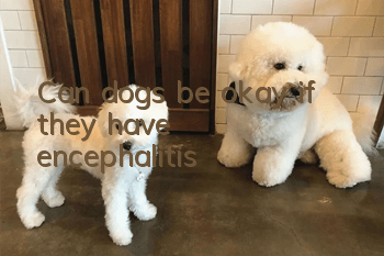 Can dogs be okay if they have encephalitis?